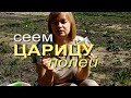 КУКУРУЗА! МАЛЕНЬКИЙ СОВЕТ - БОЛЬШОЙ УРОЖАЙ! Советы от ЗЕЛЕНОГО ОГОРОДА!