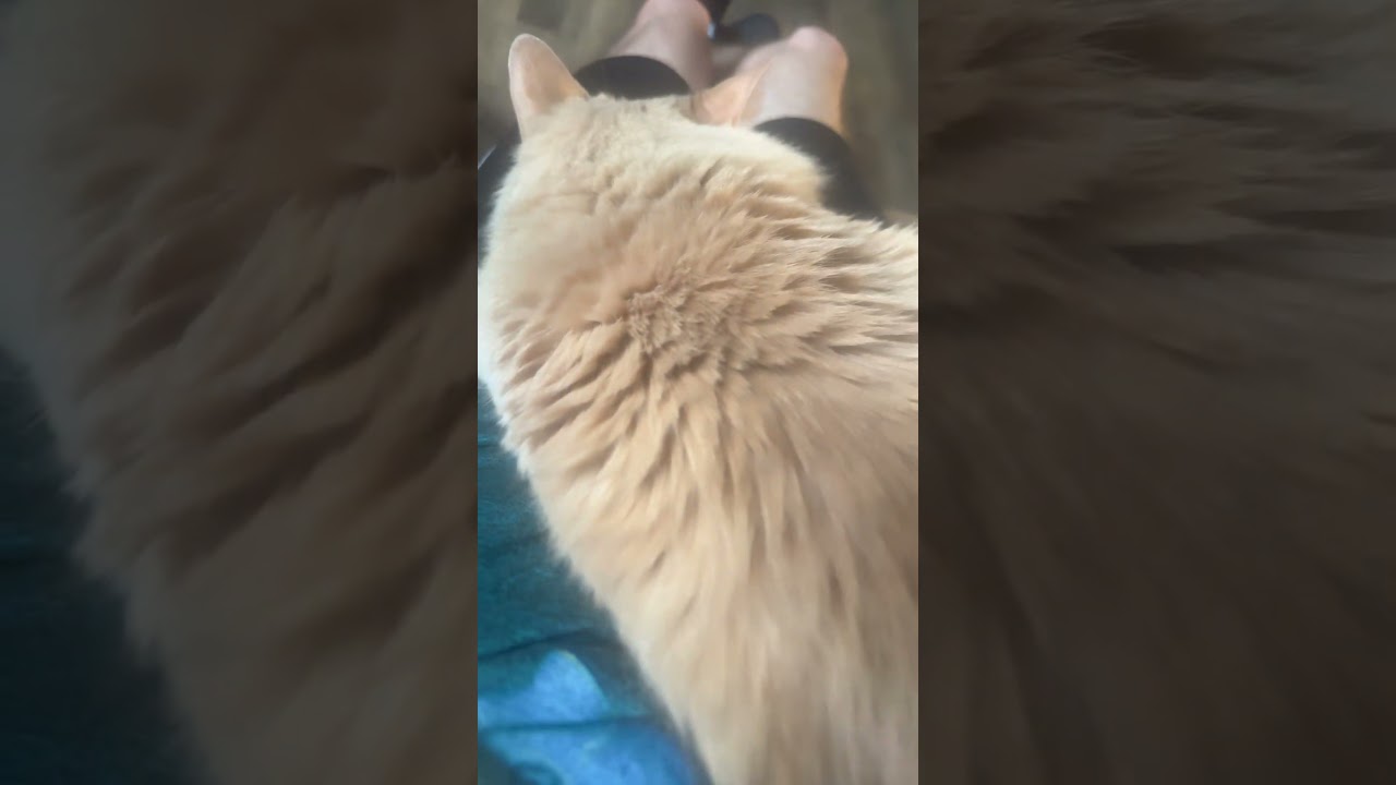 Lots of cats