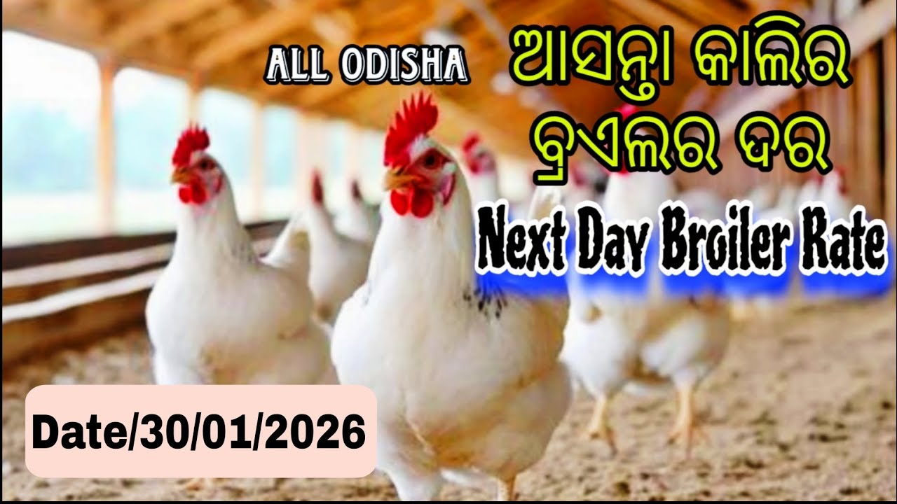 #AllOdishaNextDaybroilerRate