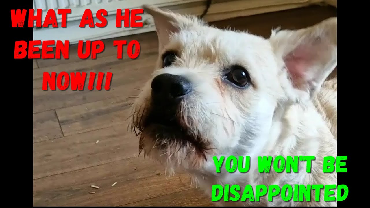 When Your Dog Holds a Grudge LONGER Than Your Ex. Part Two Coming Soon