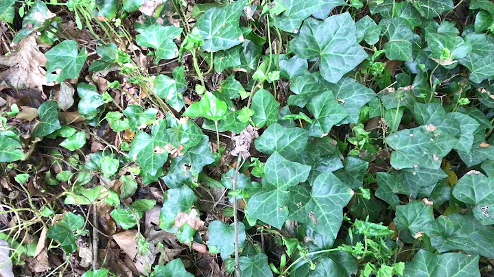 Learn to Grow: English Ivy