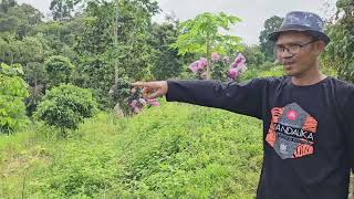 Pengamanan Buah Kelengkeng Itoh Super Dari Serangan Hewan Pemakan Buah