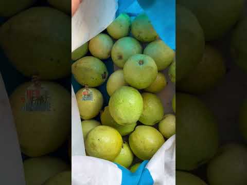 ఇంట్లో కాసిన జామకాయలు చూశారా? 😋 #jamakaya #harvest #telugu