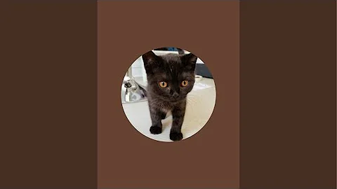 Video 10825211: british shorthair black, cat enjoying
