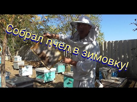 Как собрать гнездо пчел в десятирамочном улье на зиму