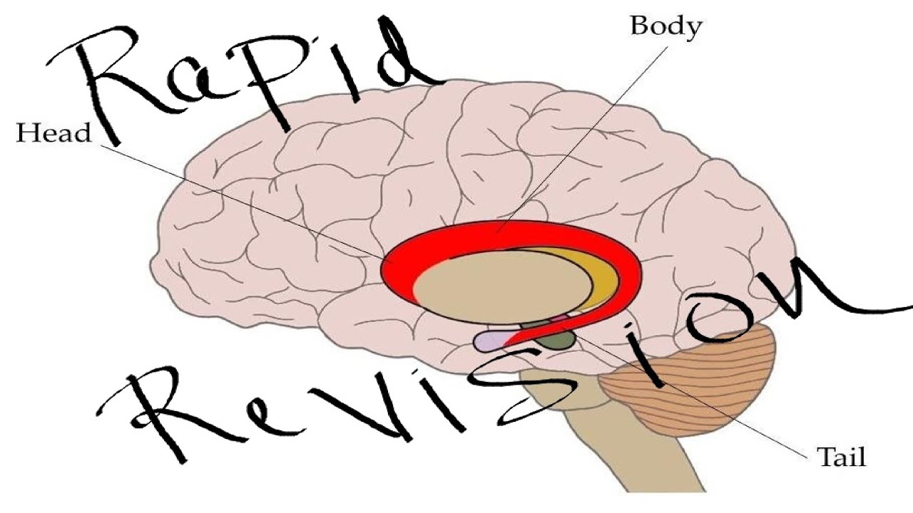 Rapid Revision Basal Ganglia YouTube