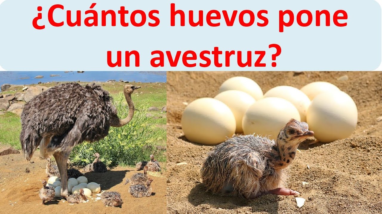 Cuantos huevos pone un avestruz YouTube Cuantos huevos pone un avestruz YouTube