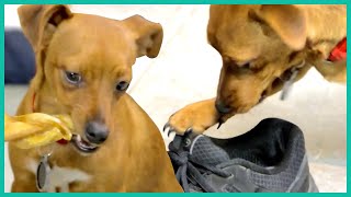 This Dog Chews On EVERYTHING | Lucky Dog