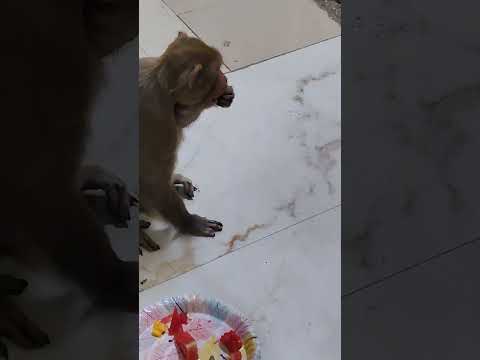 এরকম কখনো কি তোমাদের সাথে ঘটেছে 🤪😀😄 #trending #food #monkey #hotel