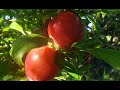 The Joy Of Growing Your Own Fruit Trees Highlighting The Santa Rosa Plum The Joy Of Growing Your Own Fruit Trees Highlighting The Santa Rosa Plum