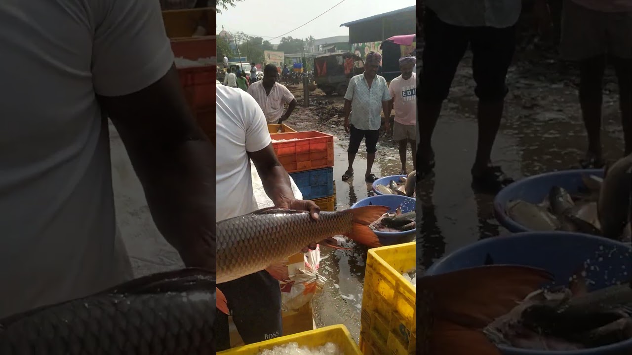 akividu fish market 