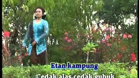 lare gunung..........menic