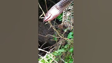 Thăm bẫy rắn gặp cảnh này hoài chắc phá sản quá #shorts118