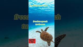 freedom speech - turtle man official audio (I'm fking turtle man) opening