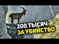 В Дагестане призывают законодательно запретить охоту на горного тура