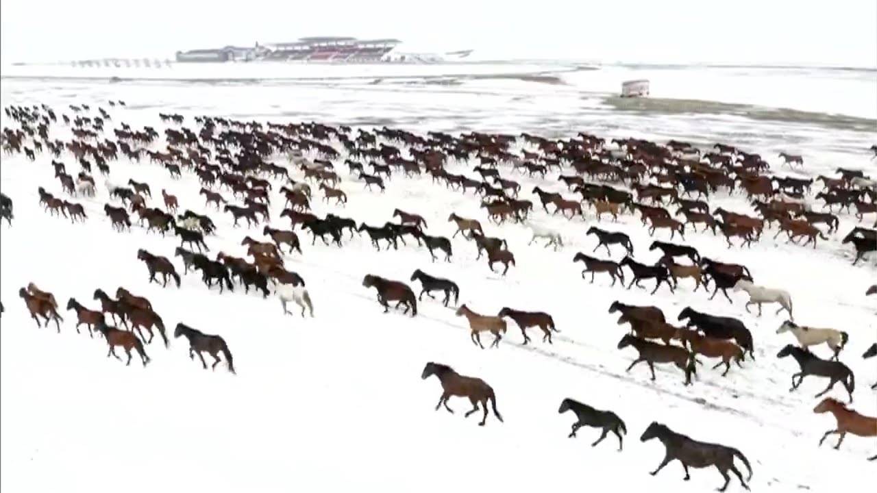 Xinjiang's Ili 'heavenly horses' leaving their barns in time for spring YouTube