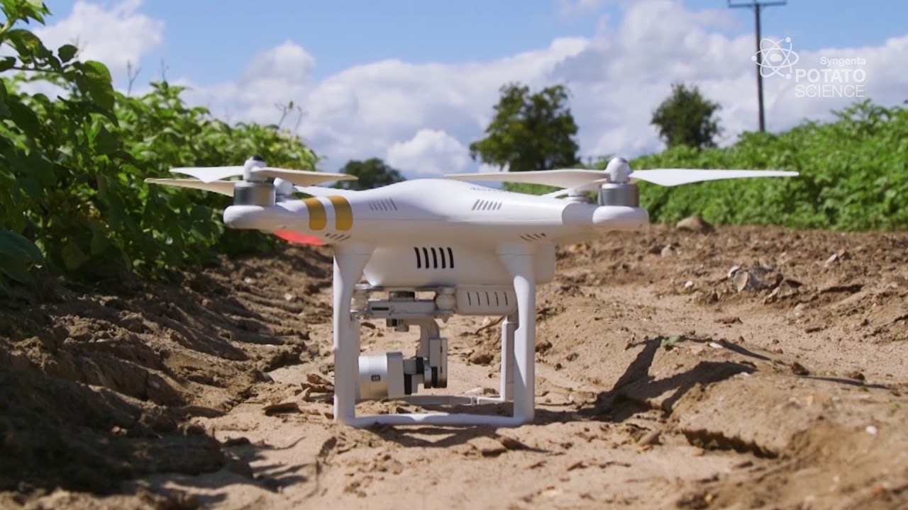 Developing The Understanding Of Alternaria