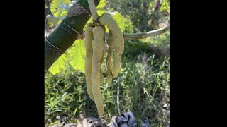 Cecropia Fruit Tasting - Info on Growing Cecropia in Florida