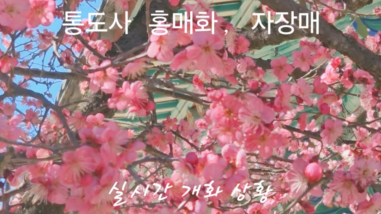양산 통도사 자장매 실시간 개화상황 [2026.02.19]