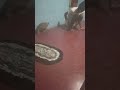 පුදුම විසයක් තියෙන්නේ 🥰#viral #funny #cat #shorts #trending #video