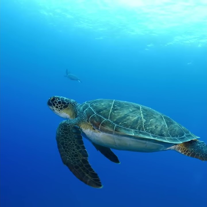 Turkish Blue Therapy | Go Türkiye