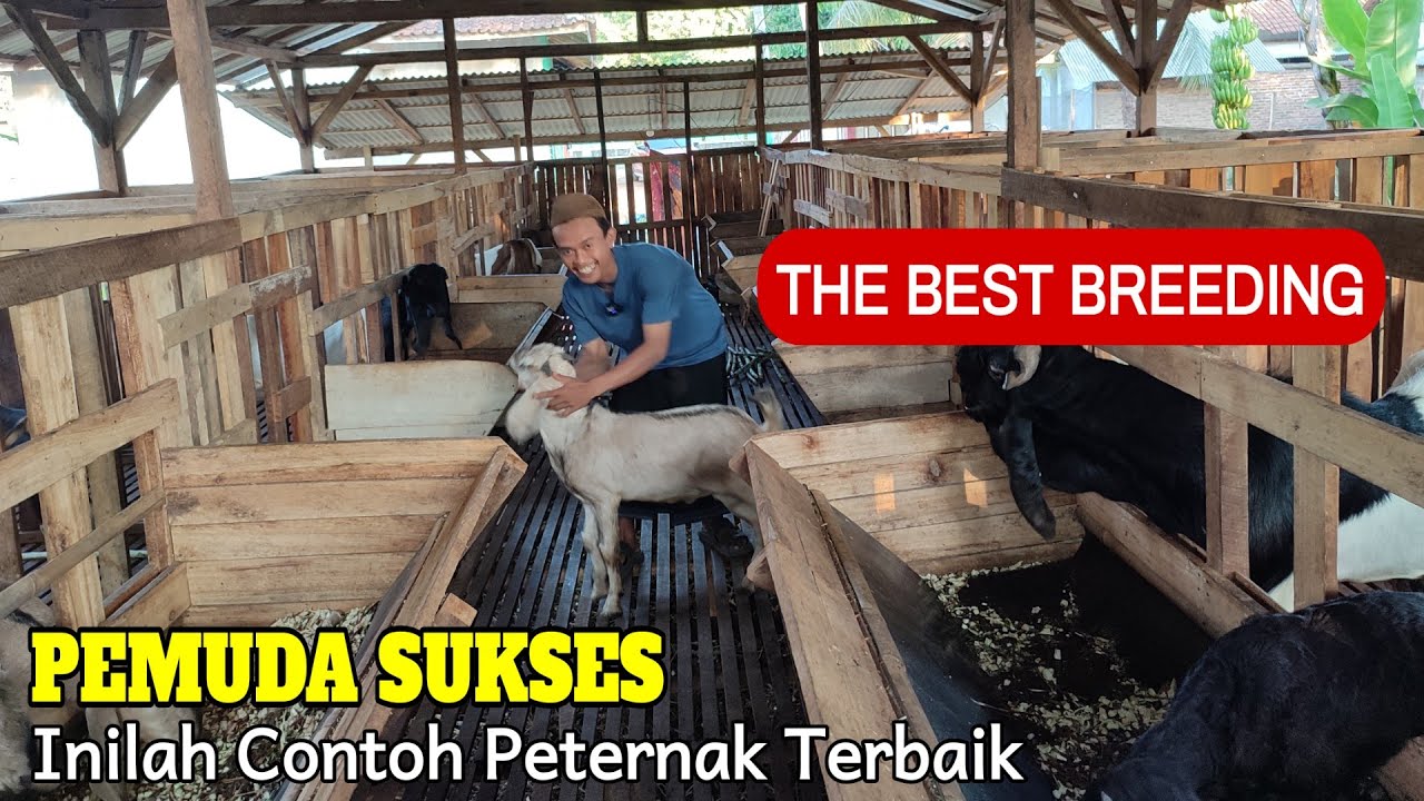 BR Farm: Pemuda Sukses Ternak Kambing Tepat Sebagai Tauladan Pemula