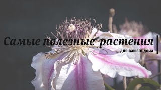 Самые полезные комнатные растения для вашего дома #растения