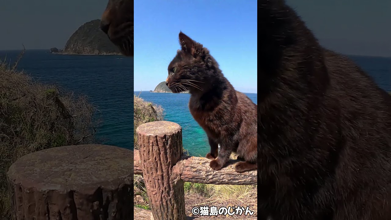 景色最高！ネコ最高！ #shorts #猫 #cat #बिल्ली #kedi