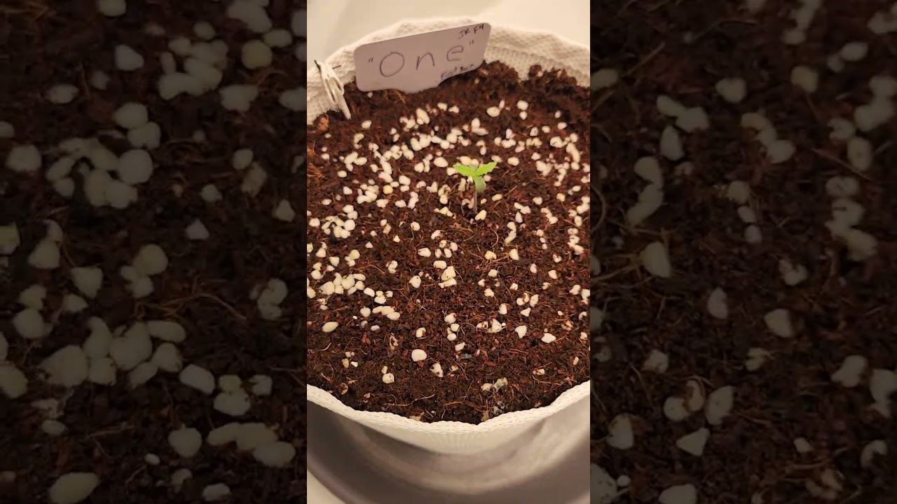 Autoflower run (Run 1 of 2024). Day 2.