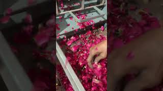Rose Leaf Cleaning Distoner Machine 📲 +91 88716 86000