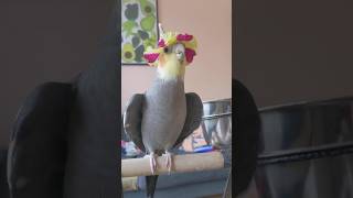 Parrots are the best singers