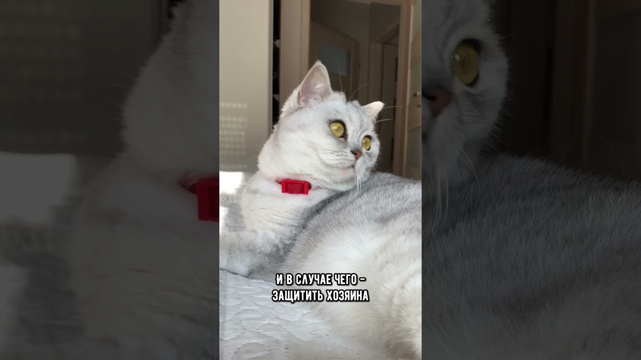 Почему котики спят в ногах у человека #коты #кот #кошка