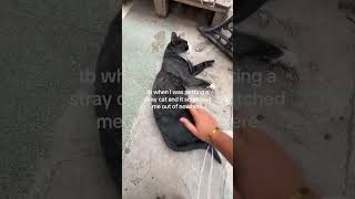 edit: idk cats body lenguage its not my fault😭 #straycat #feralcat #adoptstrays #rescuecat @salkpw