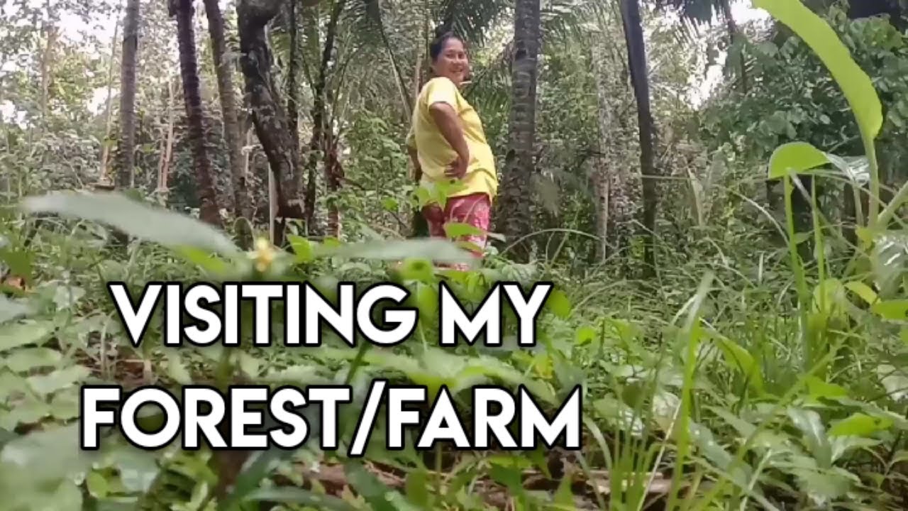 Visiting my farm/forest
