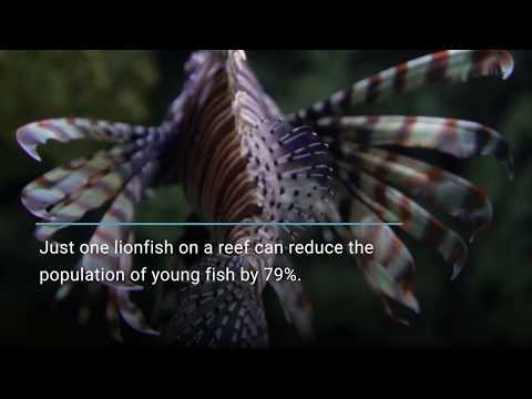 Meet the Lionfish | Ocean Wise