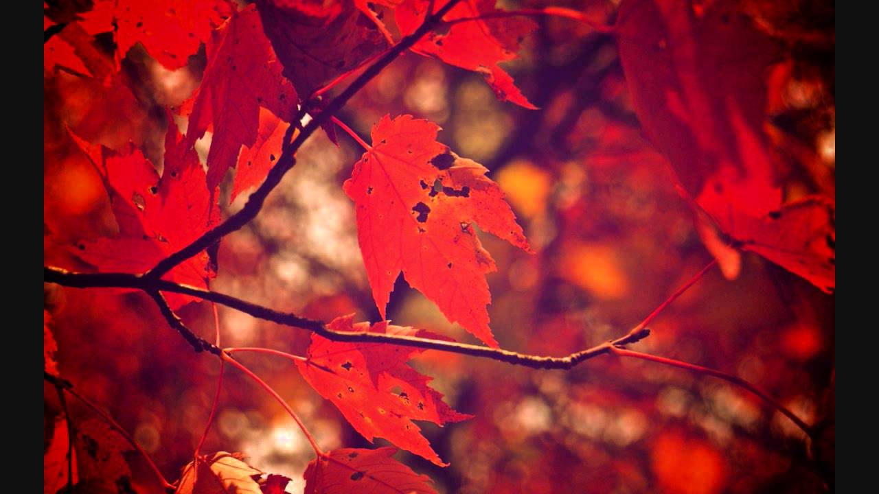 Watch Stoa - Autumn on YouTube Watch Stoa - Autumn on YouTube