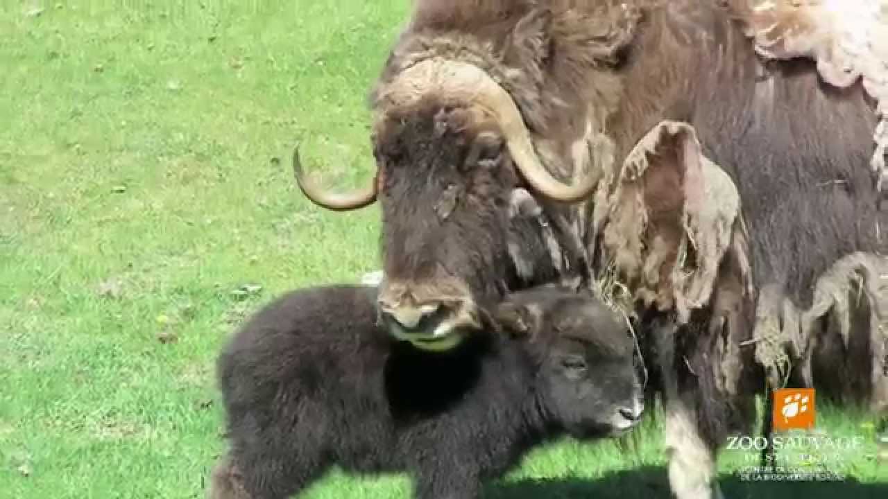 Bebe Boeuf Musque Musk Ox Baby Zoo Sauvage De St Felicien Youtube Bebe Boeuf Musque Musk Ox Baby Zoo Sauvage De St Felicien Youtube