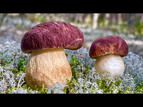 Грибник ОШАРАШЕН, увидев ЭТО! Огромная ПОЛЯНА ПОДОСИНОВИКОВ и Белые Грибы БОРОВИКИ 2023 ! Я в ШОКЕ!