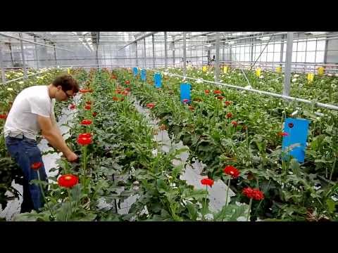 Video: Ylpeä kauneus gerbera: kasvaa siemenistä