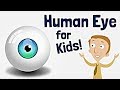 Understanding the Human Eye