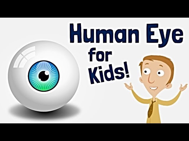 Iris of the Eye  Definition, Function & Parts - Video & Lesson