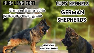 German shepherd | Dogs Puppies for sale at budget | Puppy price | Kennel in tamilnadu | Kodaikanal