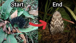 I Raised A Giant Leopard Moth