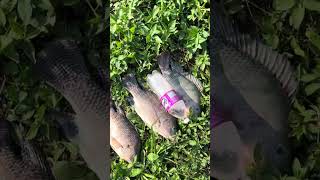 Esperando a temporada ✅ #fishing #pescaria #viralvideo #viralshorts #tilapia
