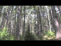 FSC Wood: Specifications &amp; LEED®