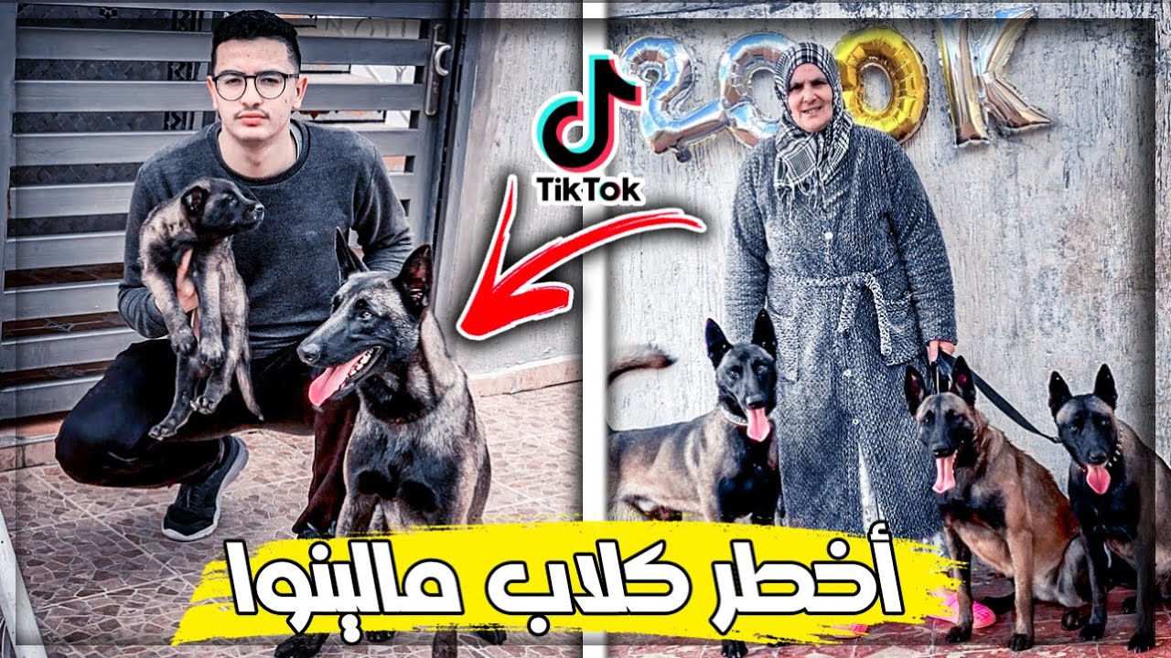 مشيت عند صاحب أشهر كلاب مالينوا في تيك توك😱 ولكن وقعت كارتة 🥵