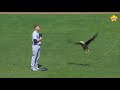 Remember when a bald eagle tried to land on Seattle Mariners pitcher James Paxton?