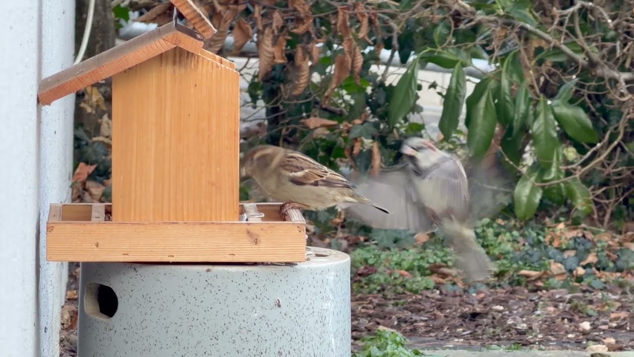 Bird Feeder Diaries (4K)