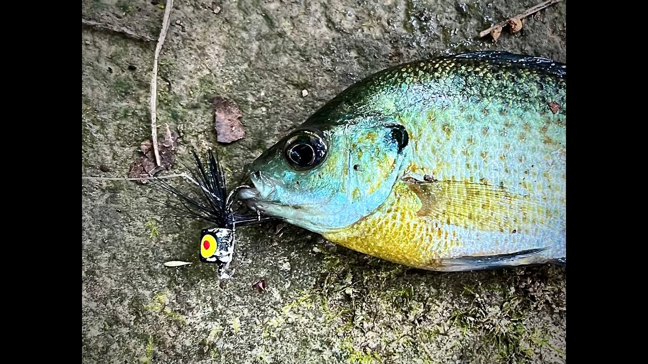 Top water fly fishing for Bluegill YouTube