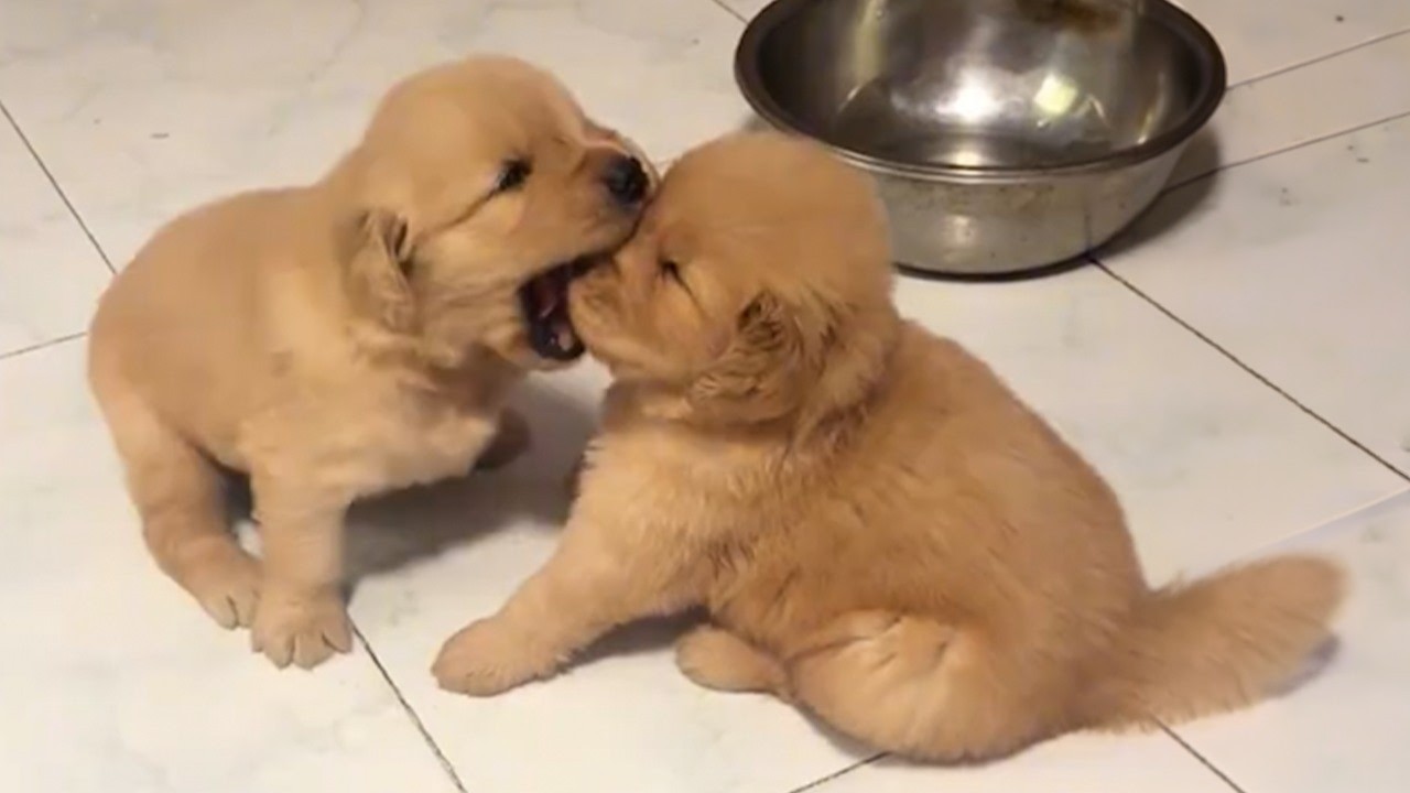 You’ll Die Laughing at These SASSY Puppies! 😂 Funniest Puppy Videos of 2026